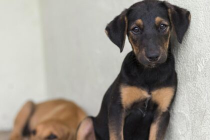 215000 de oameni au semnatt pentru protectia animalelor