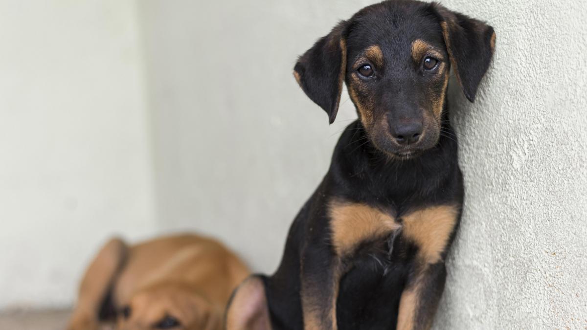 215000 de oameni au semnatt pentru protectia animalelor