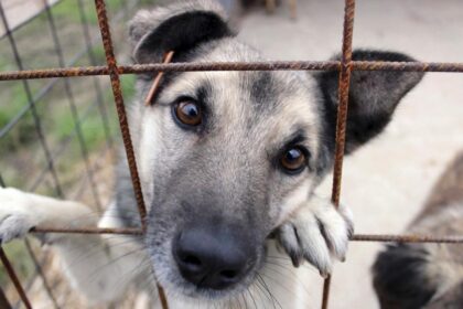 Pachet de legi pentru protectia animalelor