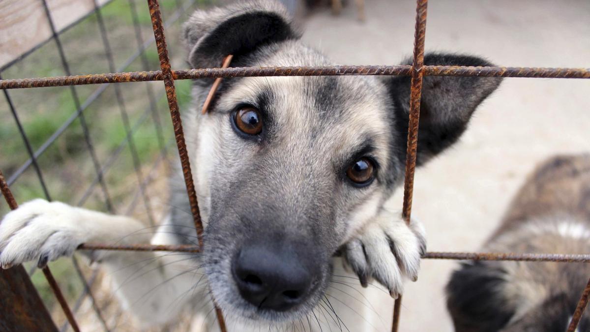 Pachet de legi pentru protectia animalelor