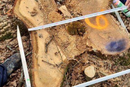 Diana Buzoianu anunta descoperirea taierilor ilegale in zona protejata a Podisului Hartibaciului