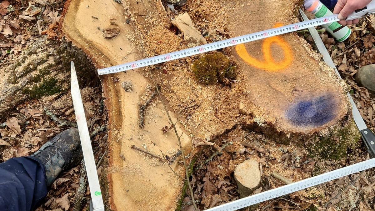 Diana Buzoianu anunta descoperirea taierilor ilegale in zona protejata a Podisului Hartibaciului