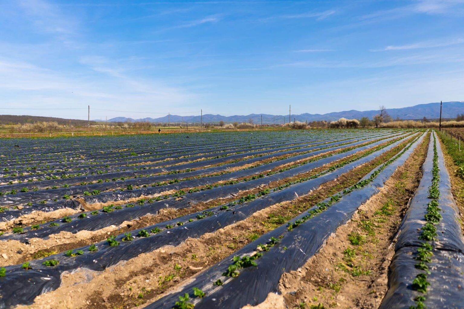Divin Garden isi intensifica dezvoltarea industriala investitii de peste 20 de milioane de euro si extinderea semnificativa a capacitatilor de procesare in Beius