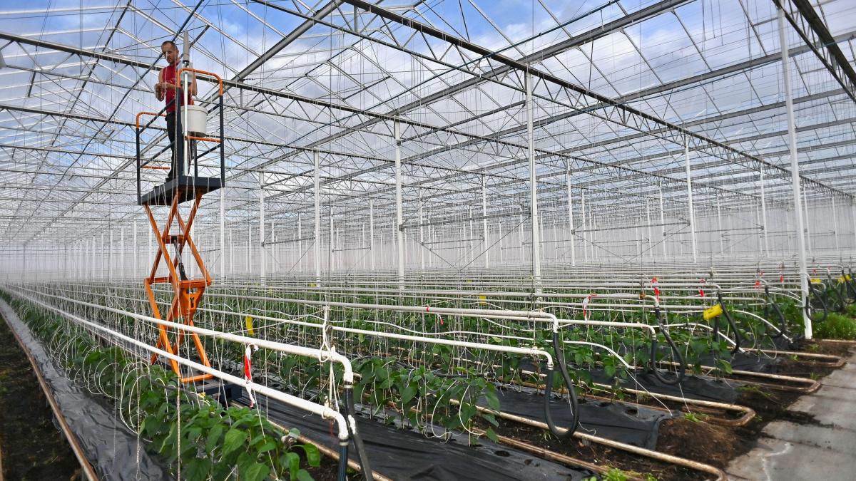 noi clarificari privind taxa pe sere ministrul agriculturii termenul a fost prelungit proiectul va ajunge