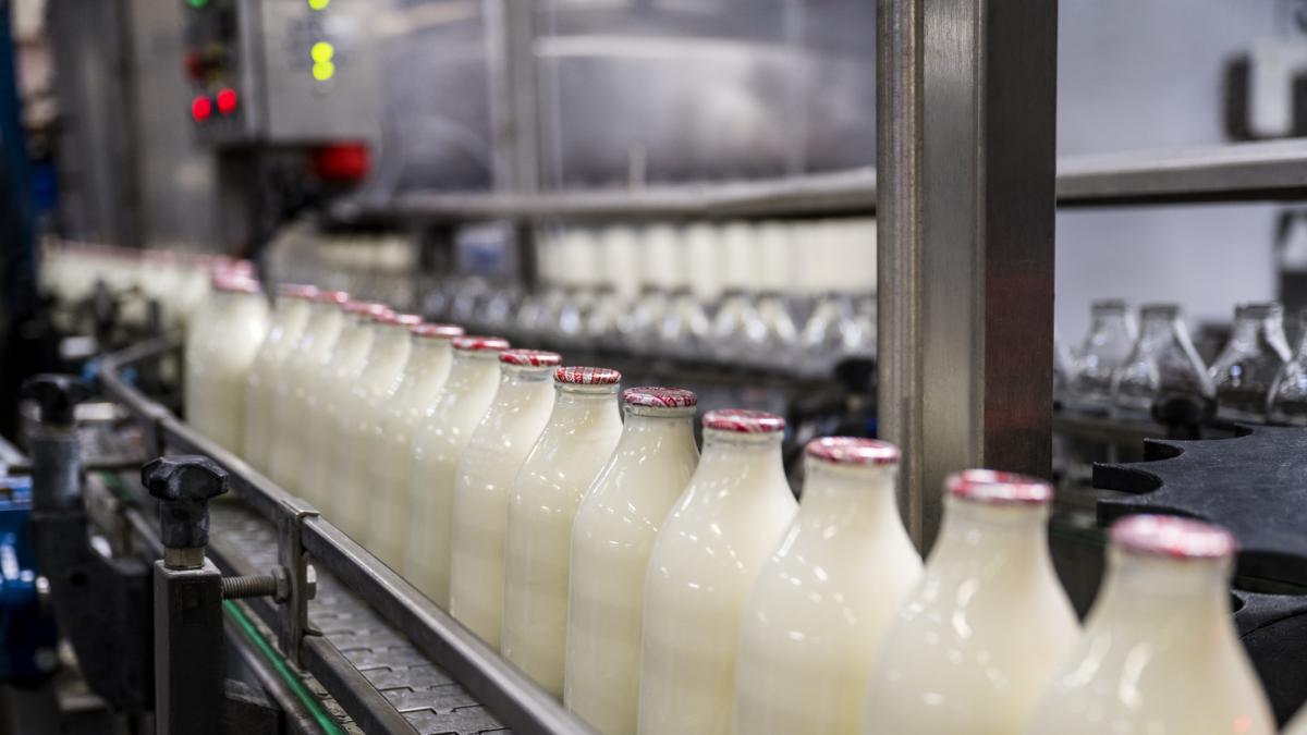 Laptele romanesc parasete piata fermierii vand cu pierdere iar importurile complica productia