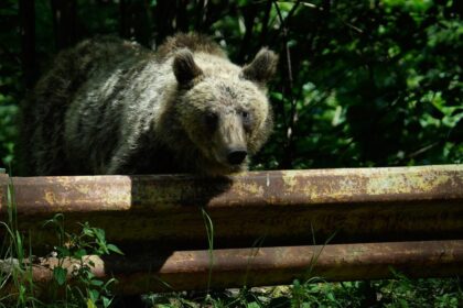 Romnia ar putea vna de dou ori mai muli uri Buzoianu Ar fi un rspuns la o necesitate reala nu