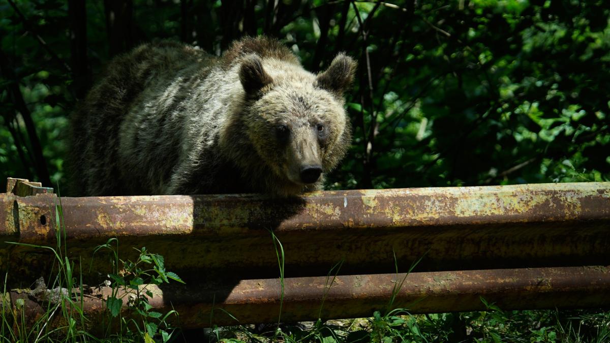 Romnia ar putea vna de dou ori mai muli uri Buzoianu Ar fi un rspuns la o necesitate reala nu