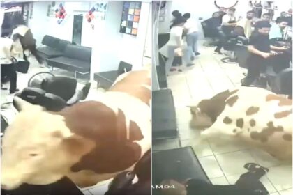 Un taur de 15 tone a patruns cu forta intr o frizerie Momentul socant suprins de camerele de supraveghere