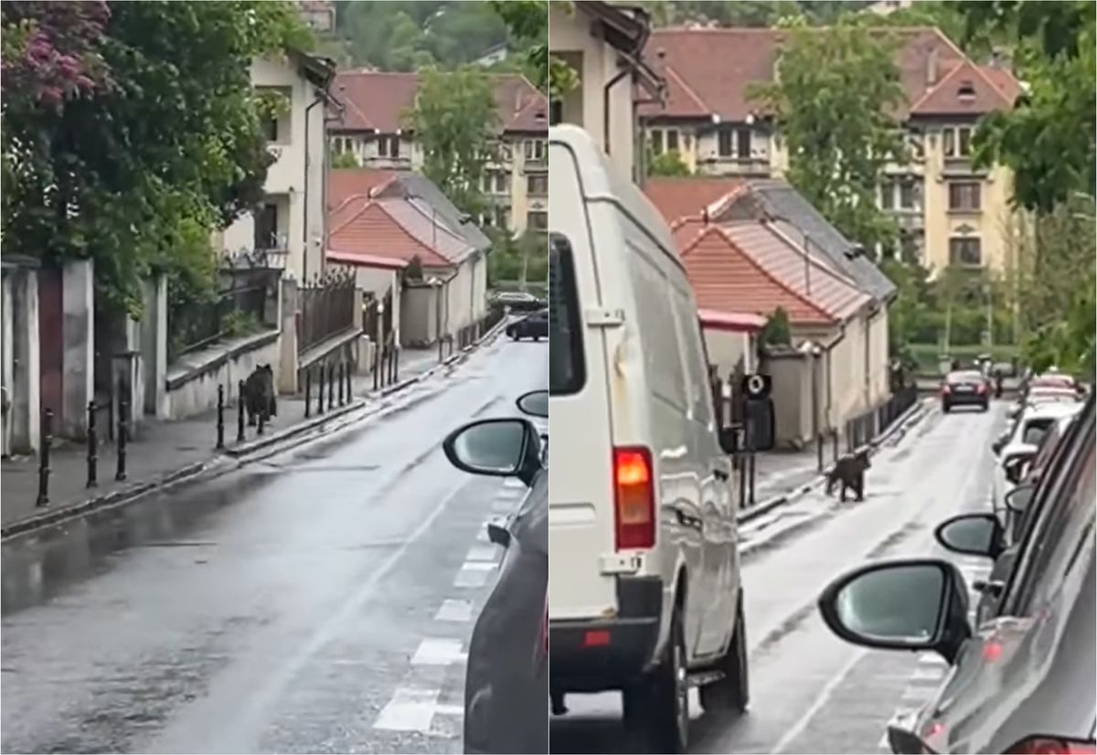 Un urs surprins alergand pe strazile din Brasov aproape de Biserica Neagra Ce a surprins un trecator in filmare