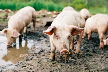 Camera Deputatilor a adoptat noi masuri pentru lupta impotriva pestei porcine africane Asistenta pentru