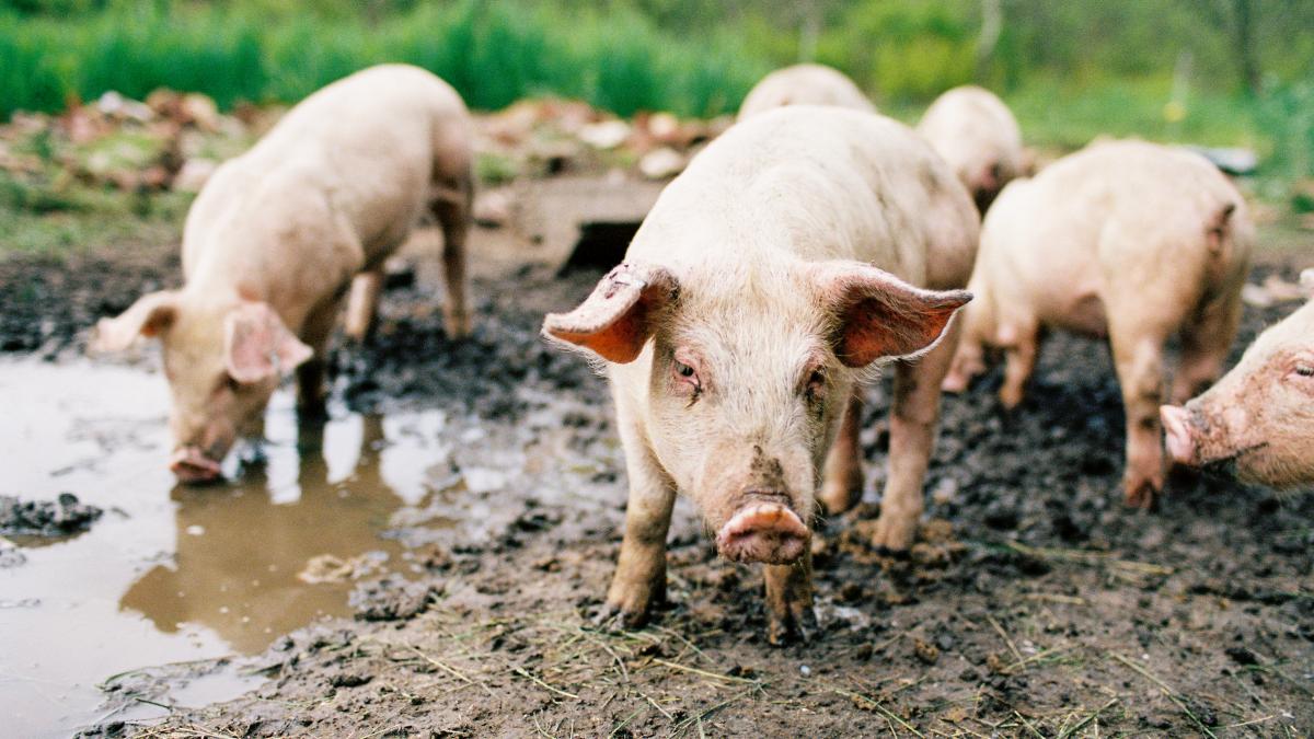 Camera Deputatilor a adoptat noi masuri pentru lupta impotriva pestei porcine africane Asistenta pentru
