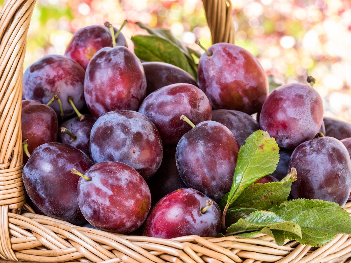 Pretul kilogramului de prune in pietele din Romania De ce nu se inghesuie oamenii sa le cumpere